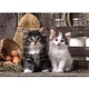 puzzle 1000 pezzi lovely kittens 