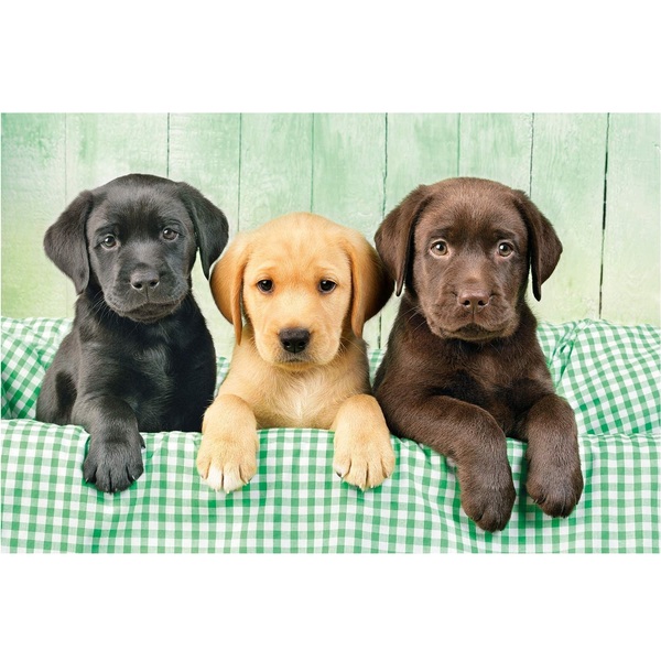 puzzle 1000 pezzi i tre labrador