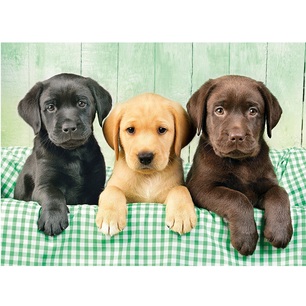 puzzle 1000 pezzi cuccioli di labrador