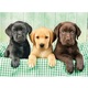 puzzle 1000 pezzi cuccioli di labrador