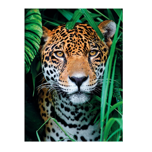 puzzle 500 pezzi jaguar in the jungle 