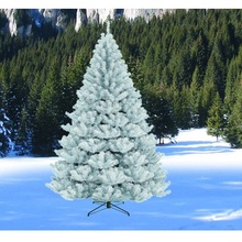 albero zar della steppa bianco